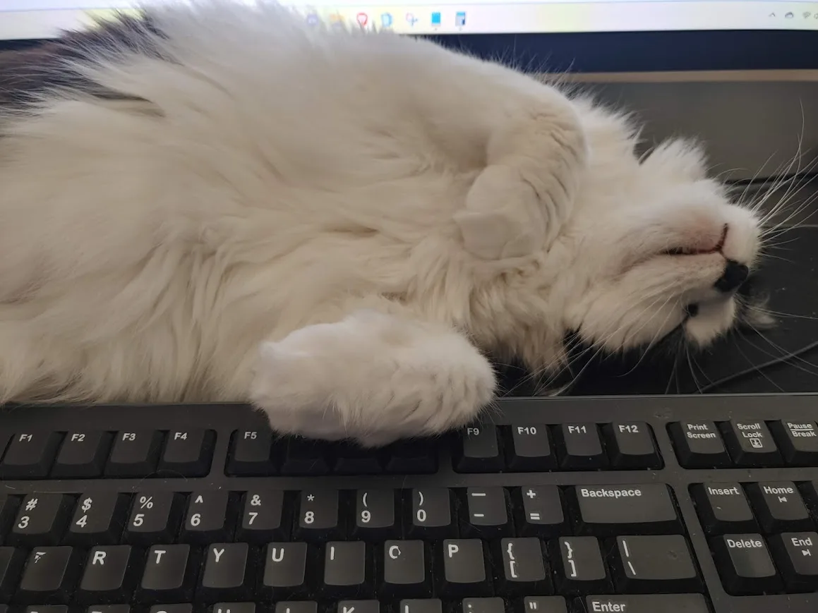 Cats of Blackhawk MSP