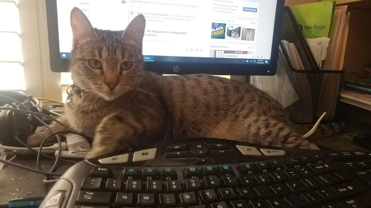 Cats of Blackhawk MSP