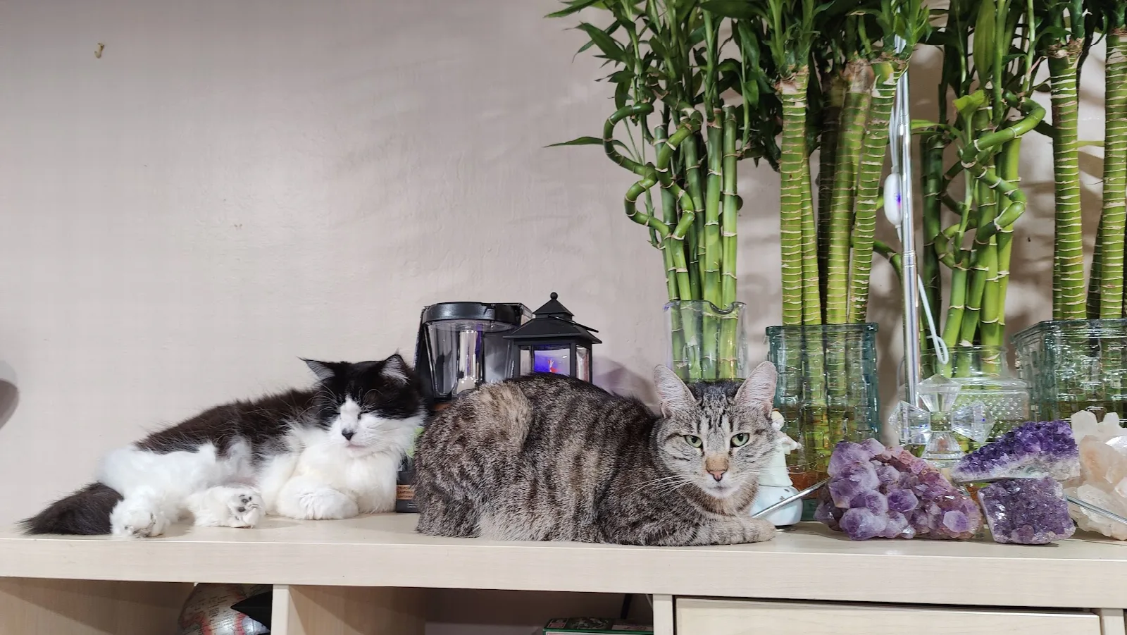 Cats of Blackhawk MSP
