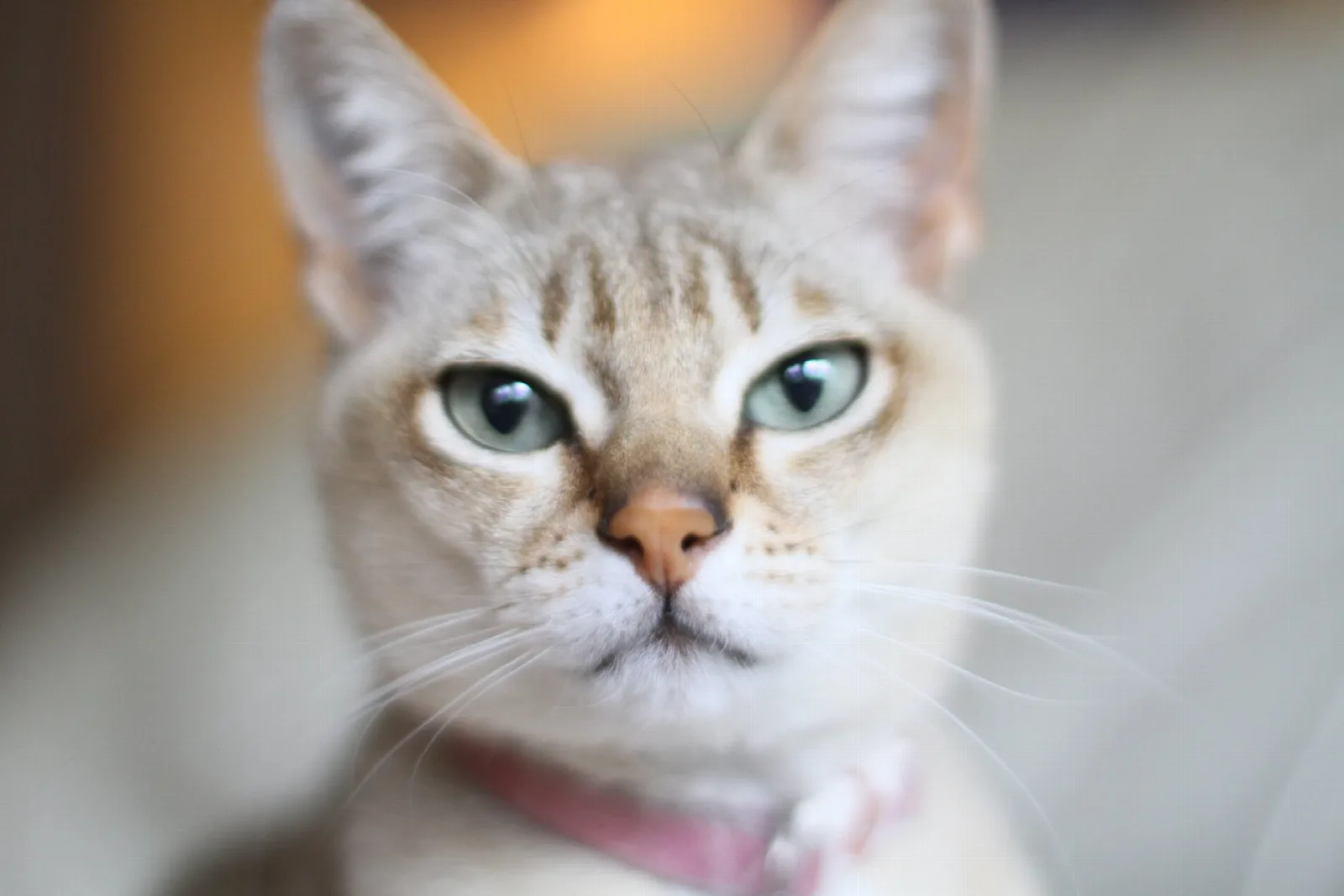 Cats of Blackhawk MSP