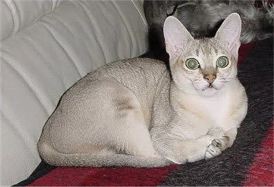 Cats of Blackhawk MSP