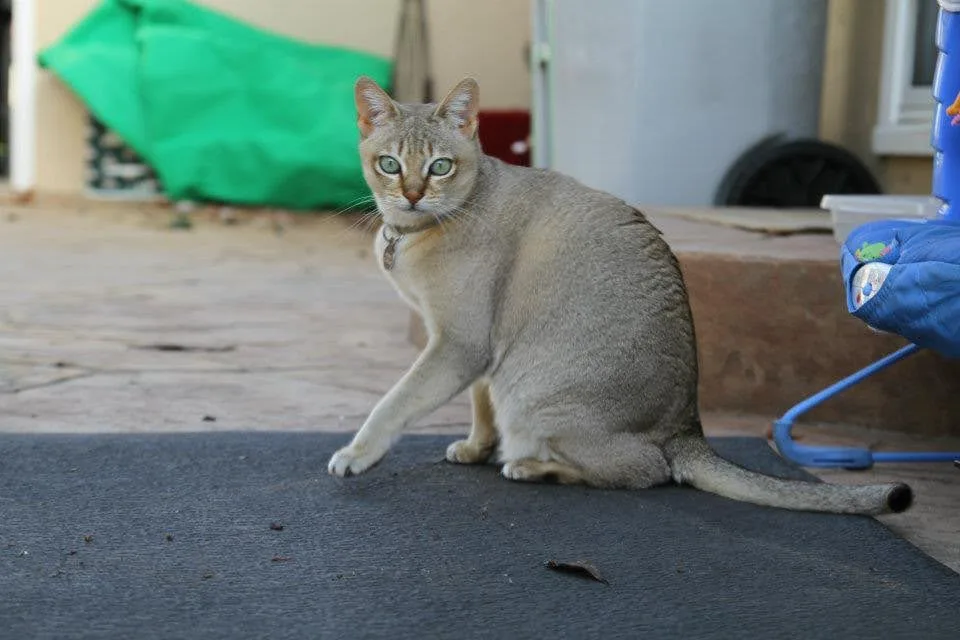 Cats of Blackhawk MSP
