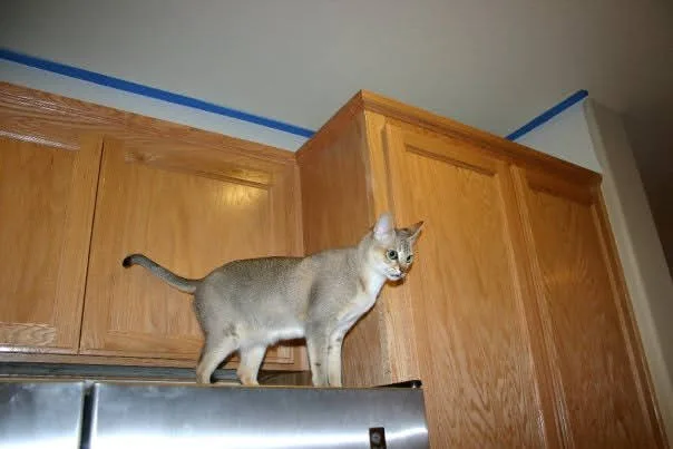 Cats of Blackhawk MSP