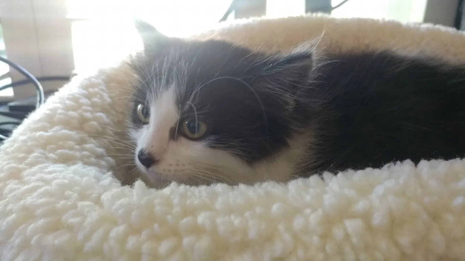 Cats of Blackhawk MSP